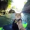猫匿