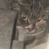 Leah