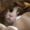 呆毛、