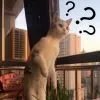 廿二十