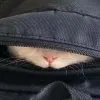 CatKeee