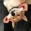 昂
