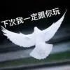 会玩手机的鸽子