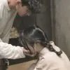 心悦君兮