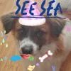 蒋某呃
