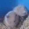 三只仓鼠