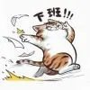 流浪的猫
