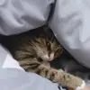 子非鱼