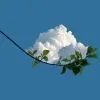 远道