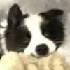 ( ˙ε . )？