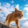 一只猫