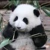 反杀闰土的猹