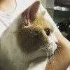 大大大大橘猫