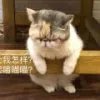 他自己亲爸