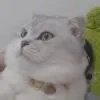 你怕不是个秃子