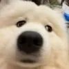 卢咕咕