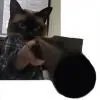 十月的猫