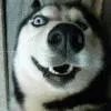 Husky180