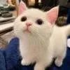 じょち