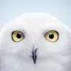 炑