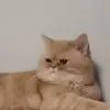 还没写出杰作