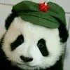 野良丶猫
