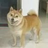 往事随风