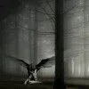 Ty.wings