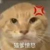 圆头耄天帝