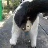 迈特肥