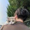 猪咪嘟的老父亲。