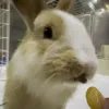 ruabbit