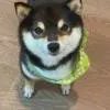 哈哈