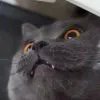 。，