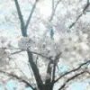 忘川百里
