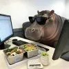 胖胖爱喝杨枝甘露