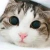 开心的猫堡