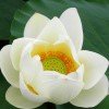 莲之清幽垂见犹怜