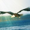 flyingfirst