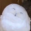 蘑咕鸟OvO