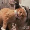 peki