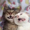 阿腿丶丶
