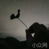菁蕊芳菲