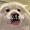 七哥