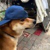 赏花翁