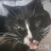 炸鱼哥别炸我