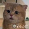 桃花依旧笑春风