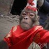 花衣太美