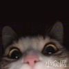 Caaaaaat