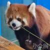 天马没有喂狗